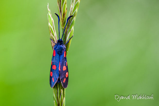 Zygène transalpine (Zygaena transalpina hippocrepidis)