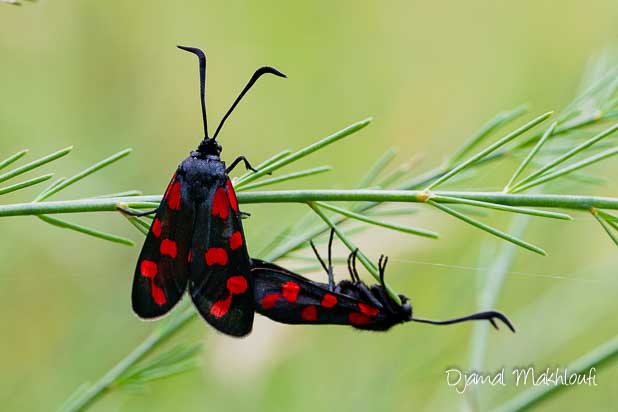 Accouplement Zygène transalpine (Zygaena transalpina hippocrepidis)