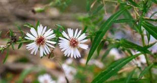 Aster à feuilles lancéolées (Symphyotrichum lanceolatum)