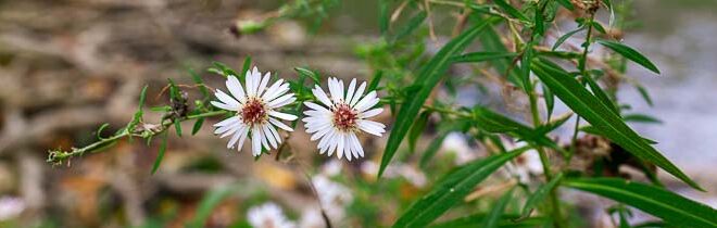 Aster à feuilles lancéolées (Symphyotrichum lanceolatum)