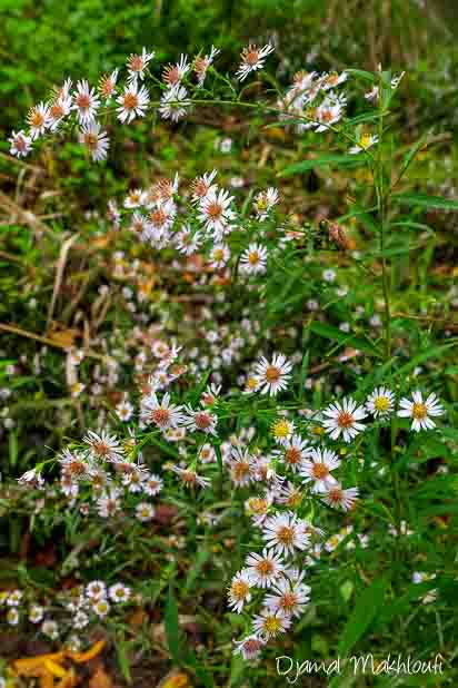 Aster à feuilles lancéolées (Symphyotrichum lanceolatum)