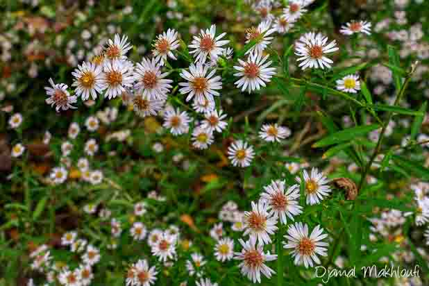 Aster à feuilles lancéolées (Symphyotrichum lanceolatum)