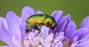 Cryptocephalus aureolus - Une chrysomèle vert doré