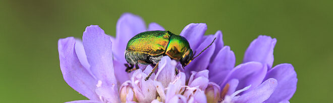 Cryptocephalus aureolus - Une chrysomèle vert doré