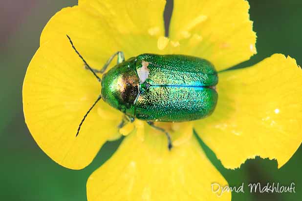 Cryptocephalus aureolus - Une chrysomèle vert doré