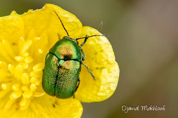 Cryptocephalus aureolus - Une chrysomèle vert doré